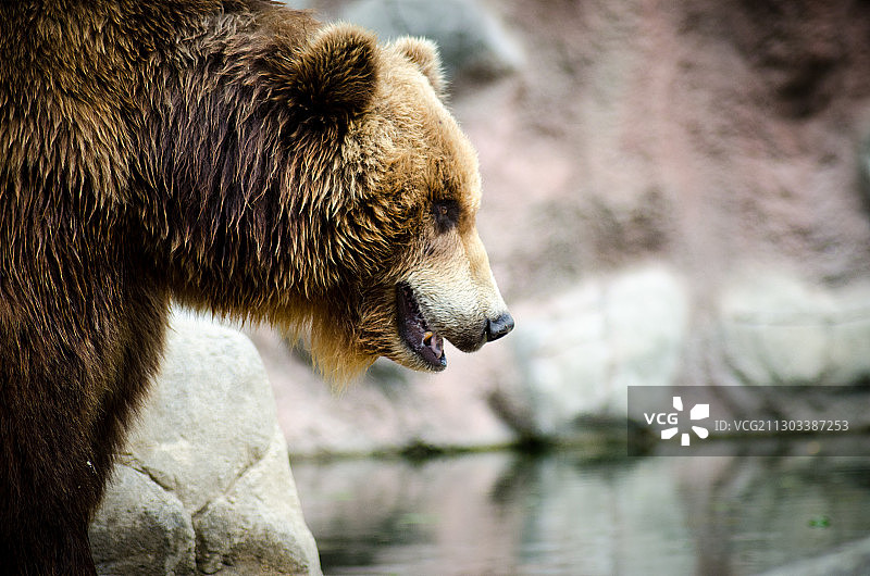 湖边熊的特写图片素材