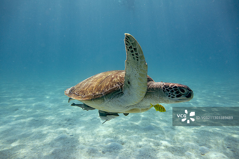 海龟在马来西亚热浪岛海域游泳特写图片素材