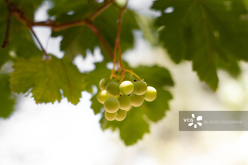 西班牙卡索拉葡萄特写图片素材