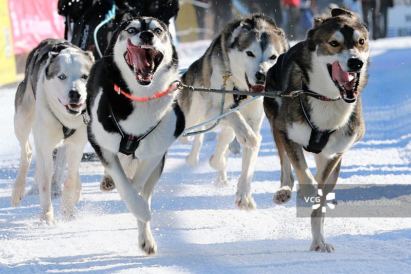 狗在白雪覆盖的田野上行走全身照图片素材