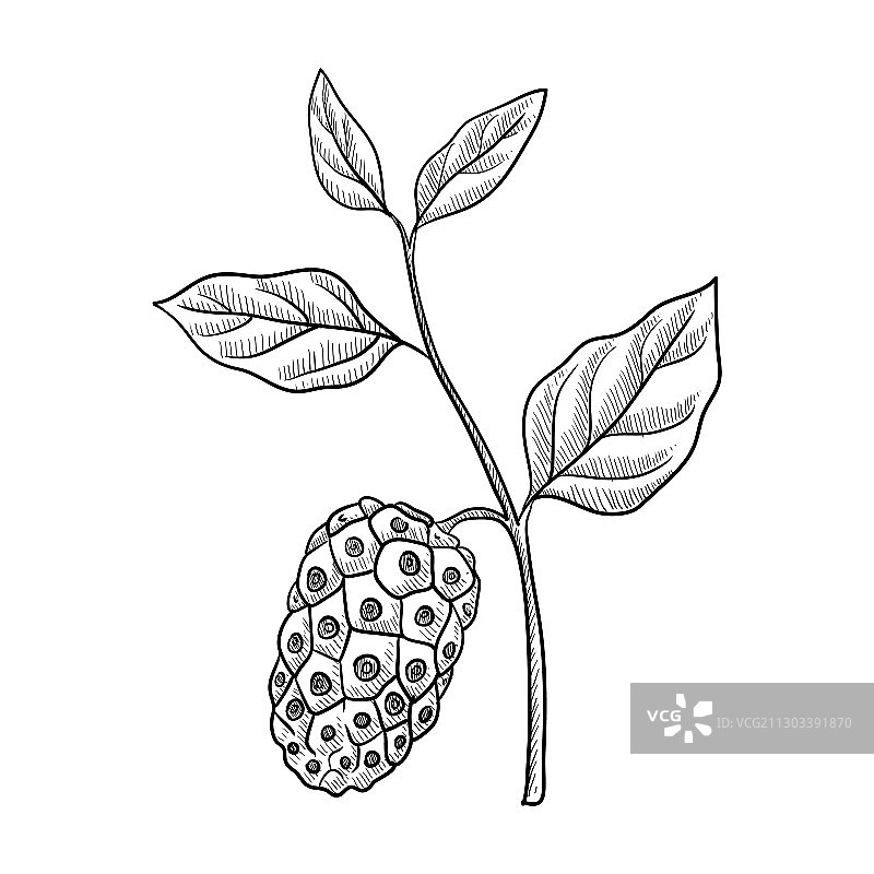 诺丽果绘画图片素材