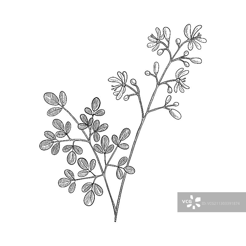 鼓槌树绘画图片素材