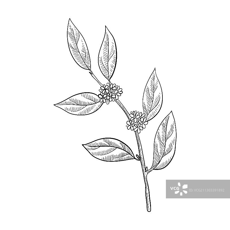 月桂树枝绘画图片素材