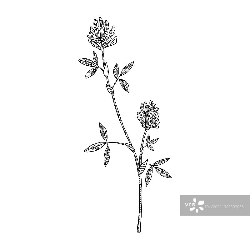 苜蓿绘画图片素材