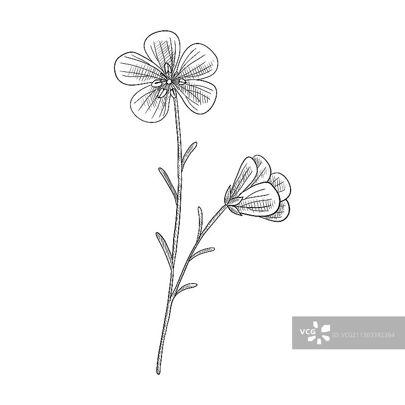 亚麻籽绘画图片素材