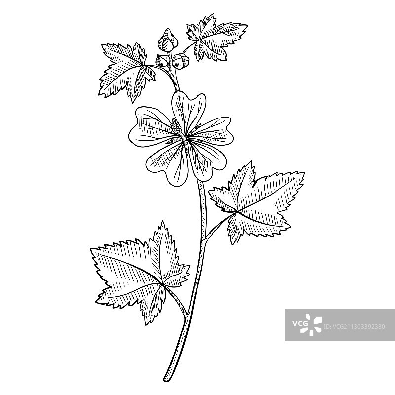 锦葵花绘画图片素材