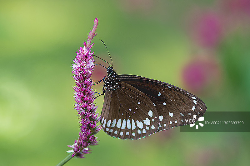 蝴蝶在紫色花朵上采蜜特写，尼泊尔图片素材