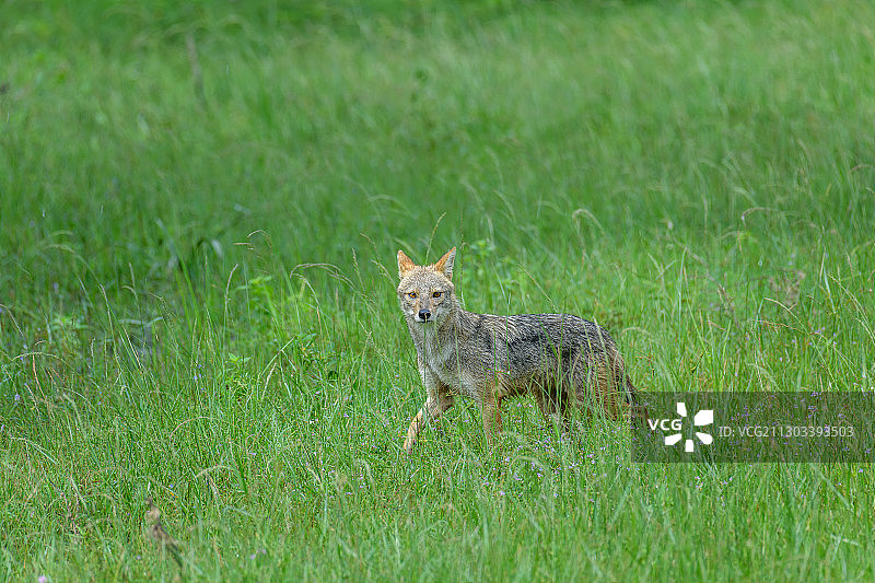 站在草地上的母狮肖像图片素材