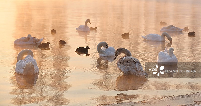 克罗地亚卡尔洛瓦茨湖中天鹅游泳的高角度景观图片素材