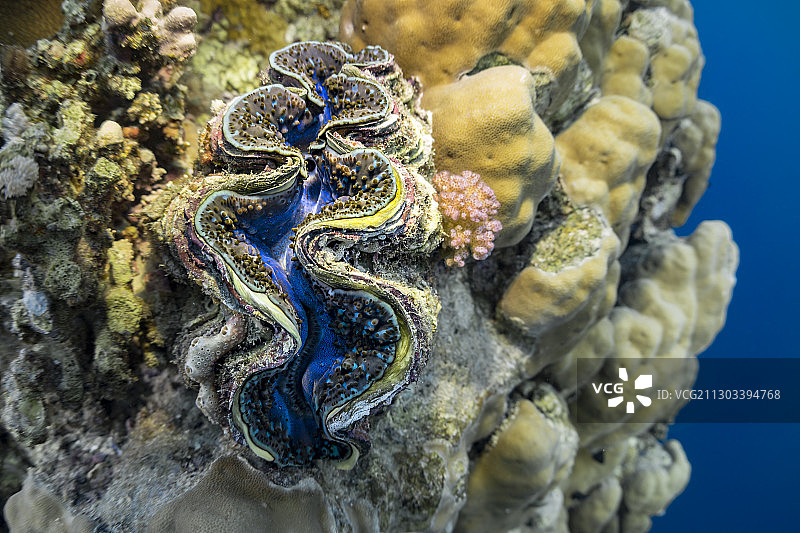 鱼在海里游泳的特写图片素材