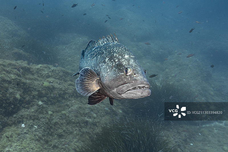 法国：海中游泳的鱼（高角度）图片素材