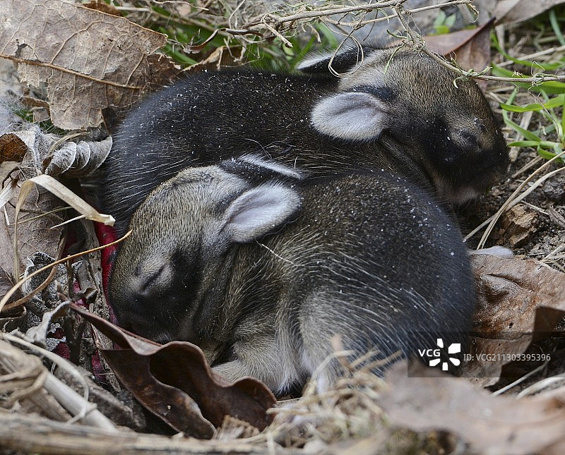 美国田野上栖息的鸟群高角度视图图片素材