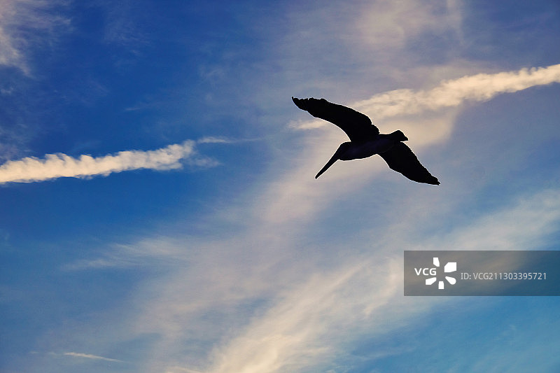 美国佛罗里达州锡达键，飞鸟剪影的仰视角度图片素材
