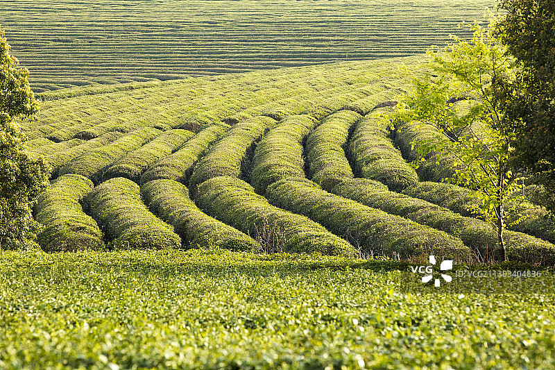 茶园风光图片素材