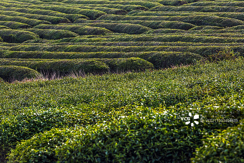 茶园风光图片素材
