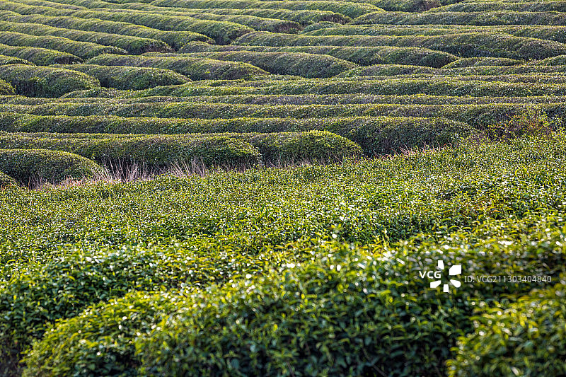 茶园风光图片素材