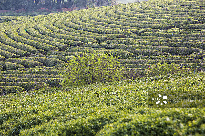 茶园风光图片素材