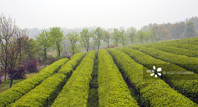 茶园风光图片素材