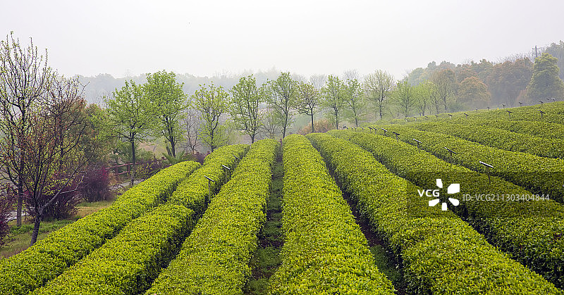 茶园风光图片素材