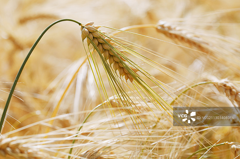 金色麦田特写图片素材
