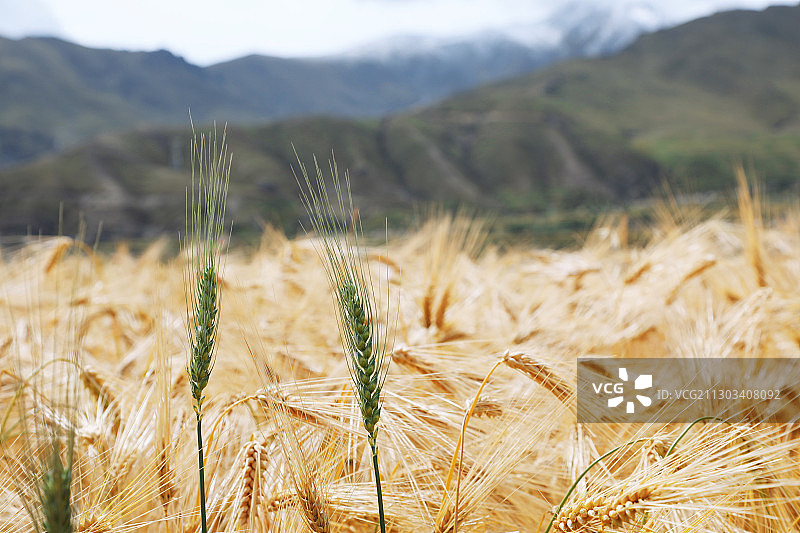一大片青稞田图片素材
