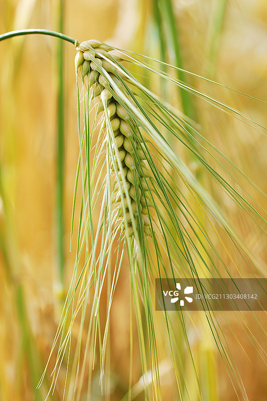 一支青稞麦穗特写图片素材
