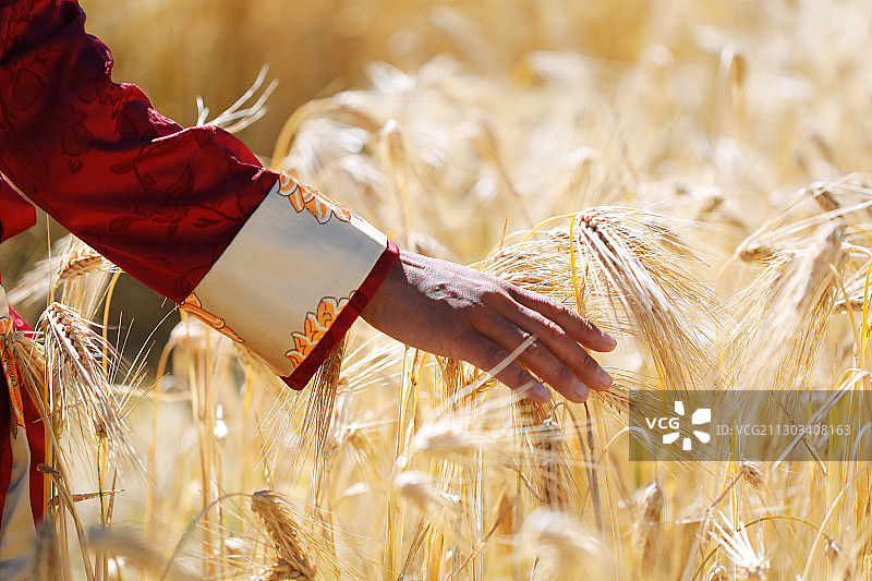 一只手掠过麦穗特写图片素材