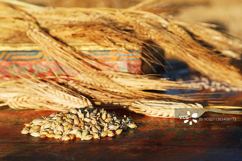 一捧金色麦穗和几颗麦粒图片素材