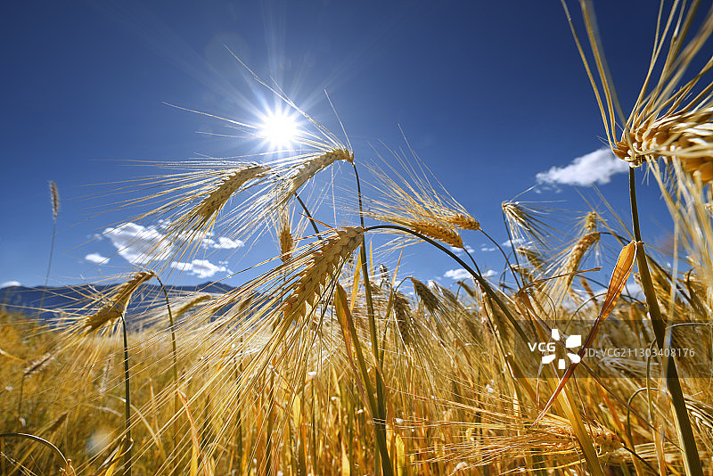 晴朗天空下的金色麦田图片素材
