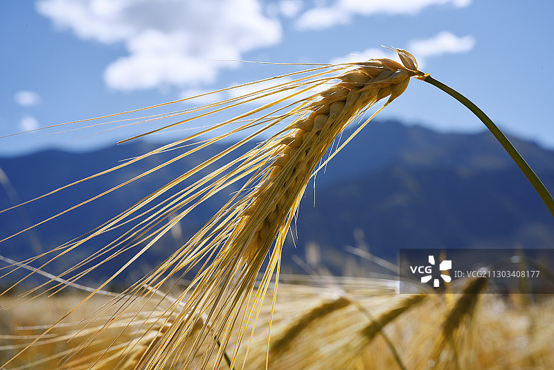 晴朗天空下的麦穗特写图片素材