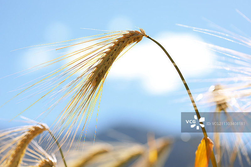 麦穗微距特写图片素材