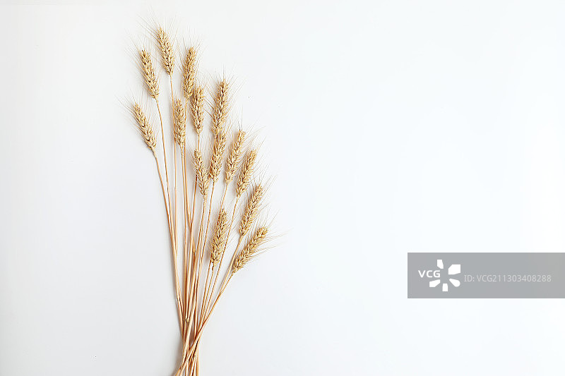 几根麦穗组成扇形图案图片素材
