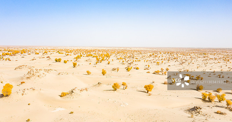 航拍新疆叶尔羌河秋季的胡杨林图片素材