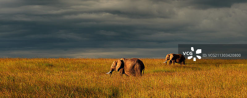 肯尼亚塞克纳尼草原上雄狮的侧面照，背景是多云的天空图片素材