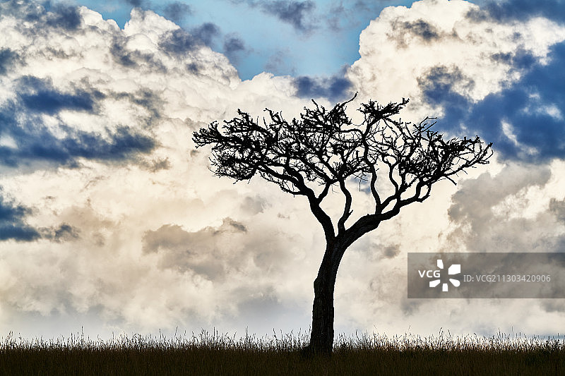 天空背景下田野中树木的剪影仰视图片素材