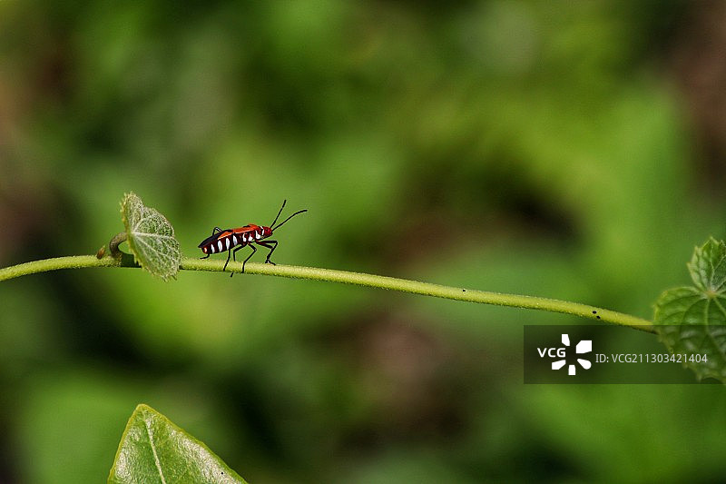 昆虫在植物上的特写图片素材