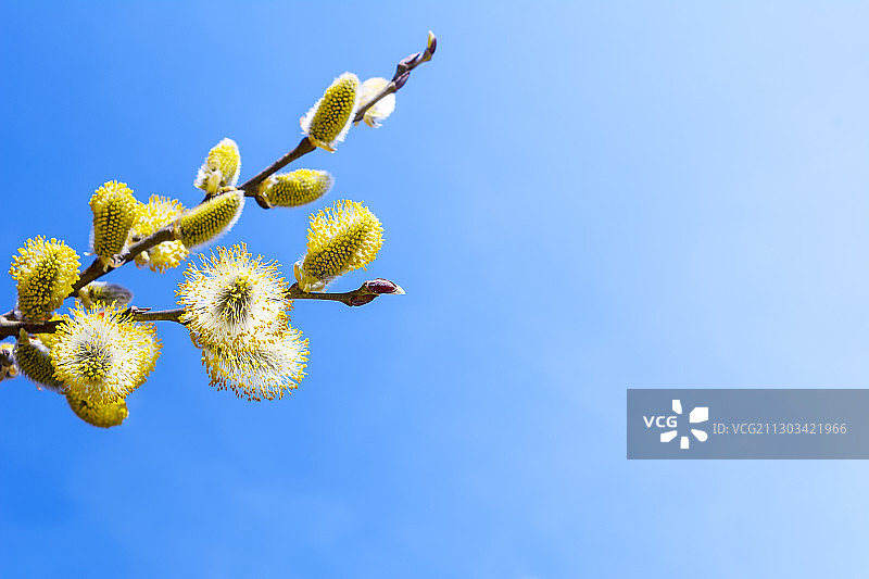 仰视蓝天下盛开的植物图片素材