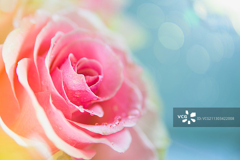 粉红色玫瑰的特写图片素材