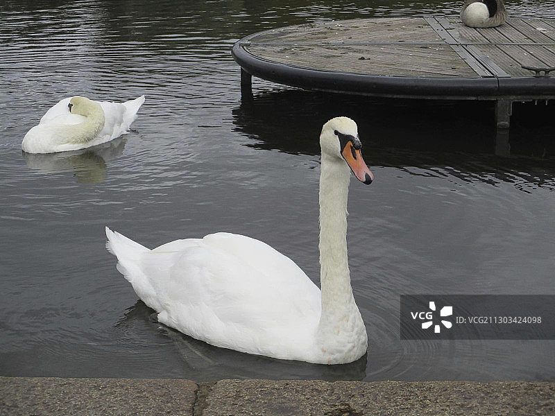 高角度的天鹅在湖里游泳图片素材