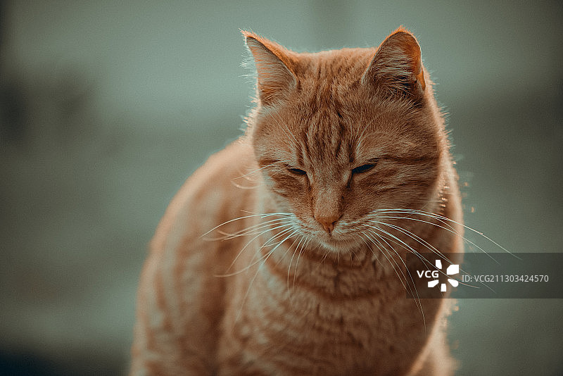 猫的特写，土耳其梅尔辛图片素材