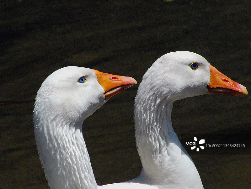 澳大利亚昆士兰州金皮市的鹅特写图片素材