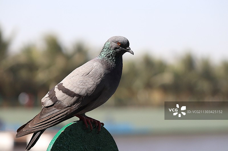 鸽子栖息在 retaining wall 特写，印度马哈拉施特拉邦孟买图片素材