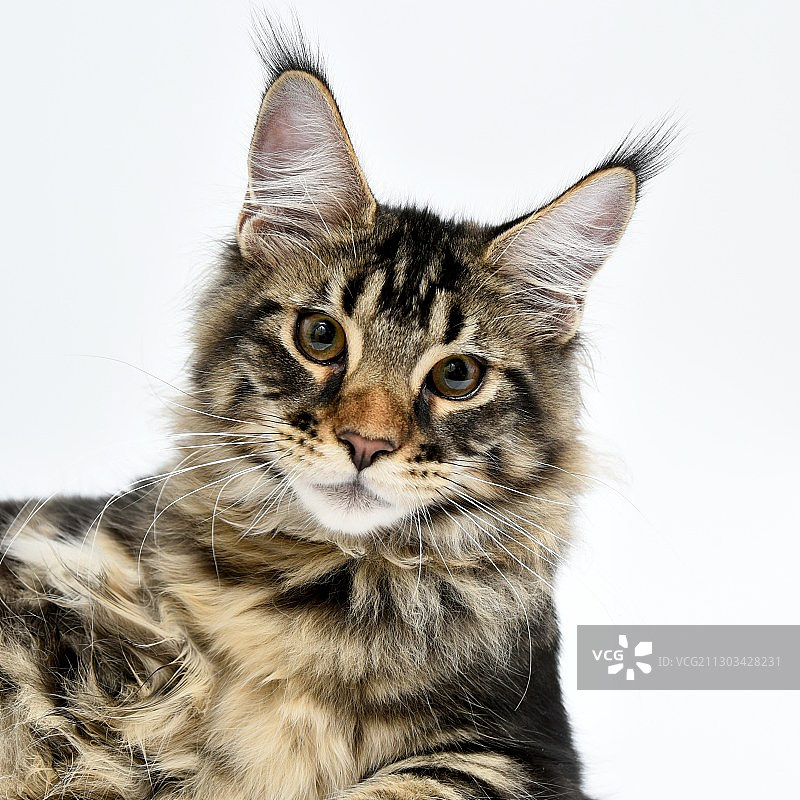 猫在白色背景下的特写肖像图片素材