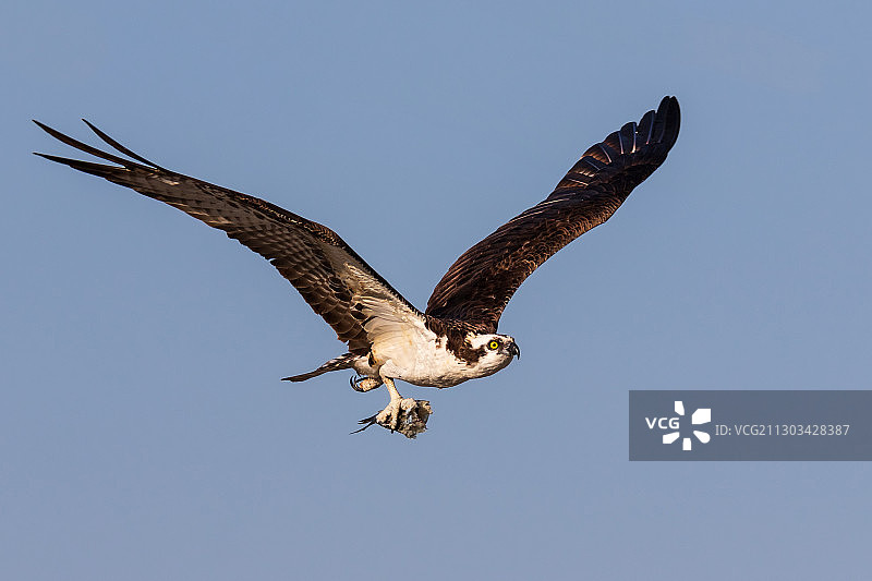 低角度拍摄的美国佛罗里达州棕榈城飞翔的雄鹰与蔚蓝天空图片素材