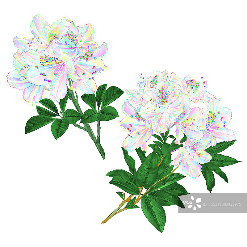 色彩鲜艳的杜鹃花枝图片素材