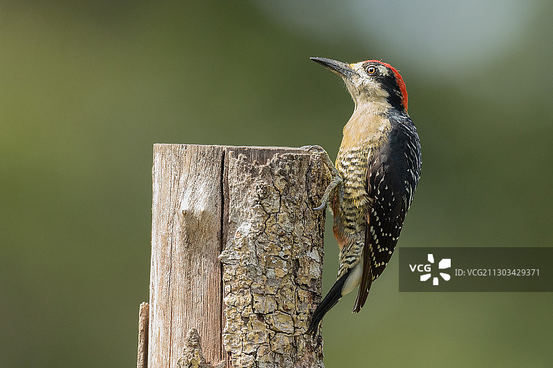 栖息在木桩上的鸟类特写，哥斯达黎加图片素材