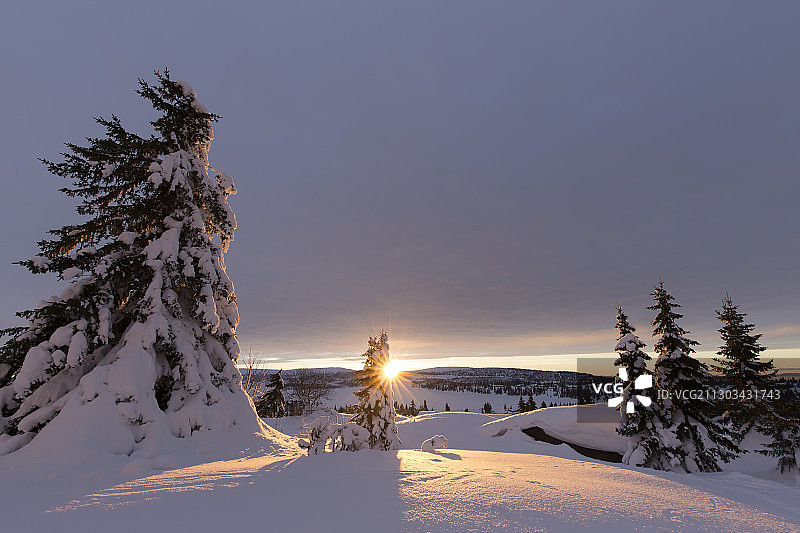 挪威海德马克林萨克雪地景观树木图片素材