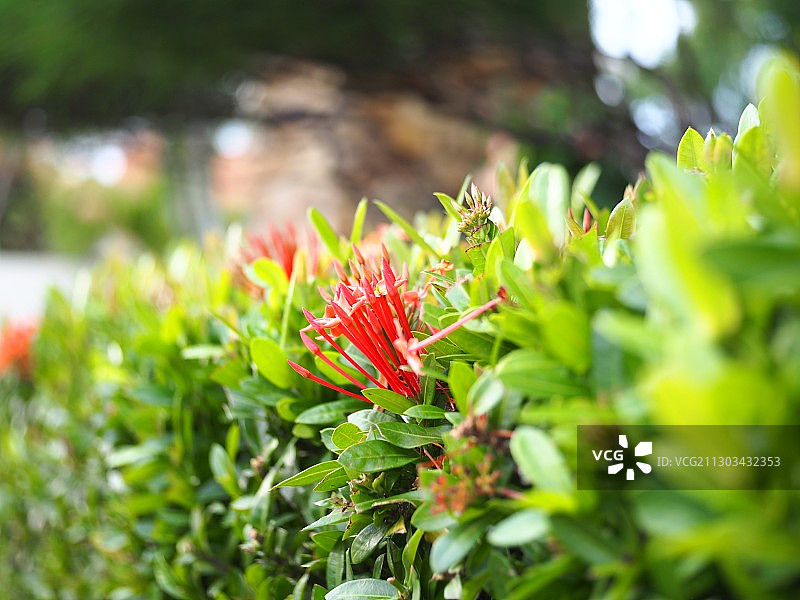 红色植物花卉特写，印度尼西亚巴淡岛图片素材