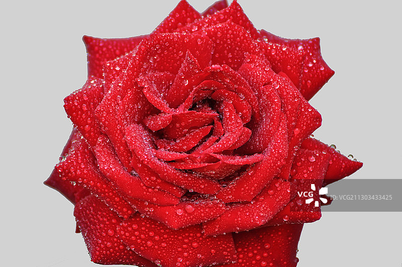 白色背景下的湿润红玫瑰特写图片素材