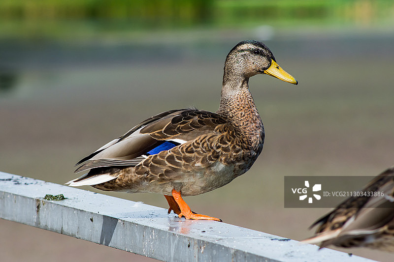 荷兰弗里斯兰省吕伐登木头上的鸭子特写图片素材
